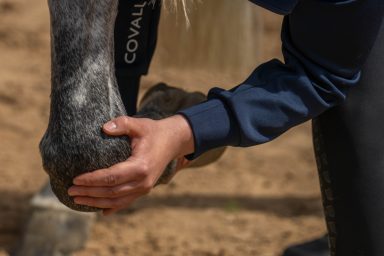Hand an Karpalgelenk von Pferd